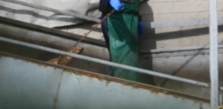 גרירה של חזיר (צילום: Israel Pig Save) התעללות בחזירים במעיליה