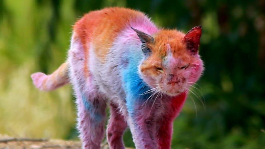 The colored cat roaming Kfar Aza (Photo: Roee Idan) החתול נראה חולה ועייף