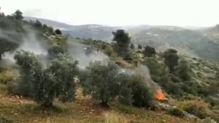 עצי זית שניזוקו השחתה של עצי זית