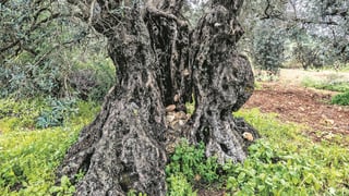 צילום: צבי רוגר