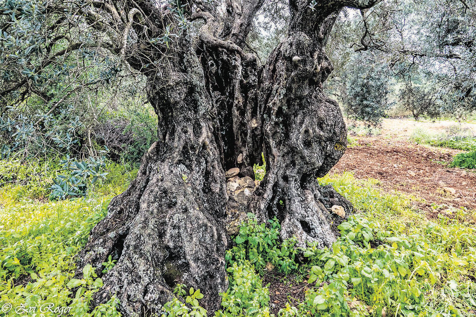 צילום: צבי רוגר