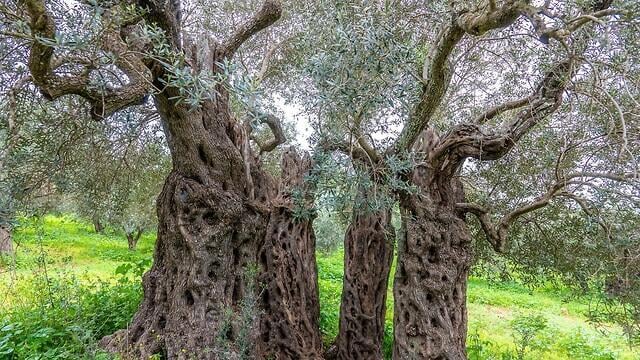 עץ זית עתיק בדיר חנא (צילום: צבי רוגר) עץ זית עתיק בדיר חנא