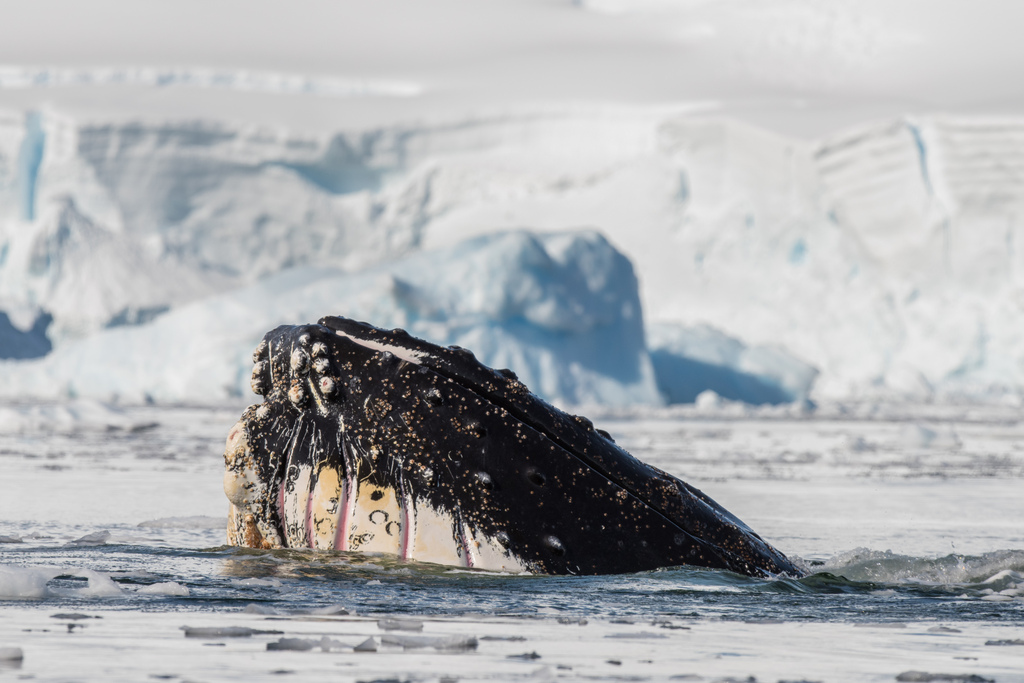 לווייתן ארוך סנפיר (Humpback Whale) במפרץ ווילהלמינה סועדים את נפשם על ארוחת קריל גדולה (צילום: רועי גליץ) לצלם את היופי של אנטארקטיקה