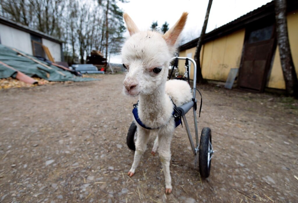 האלפקה יכולה סוף סוף ללכת