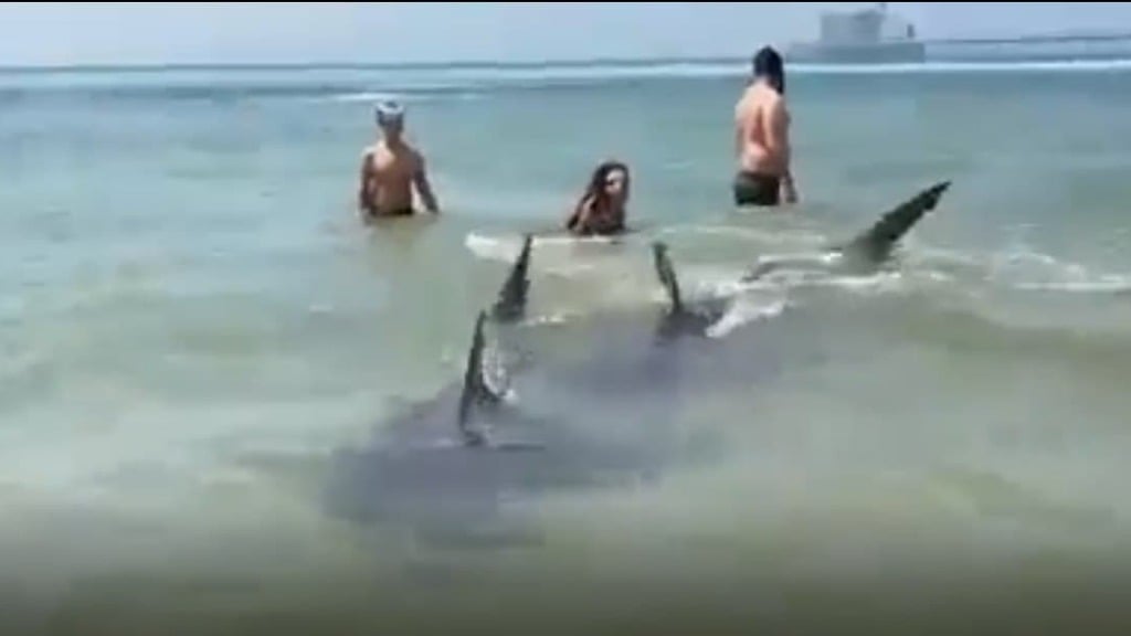 כרישים בחופי חדרה