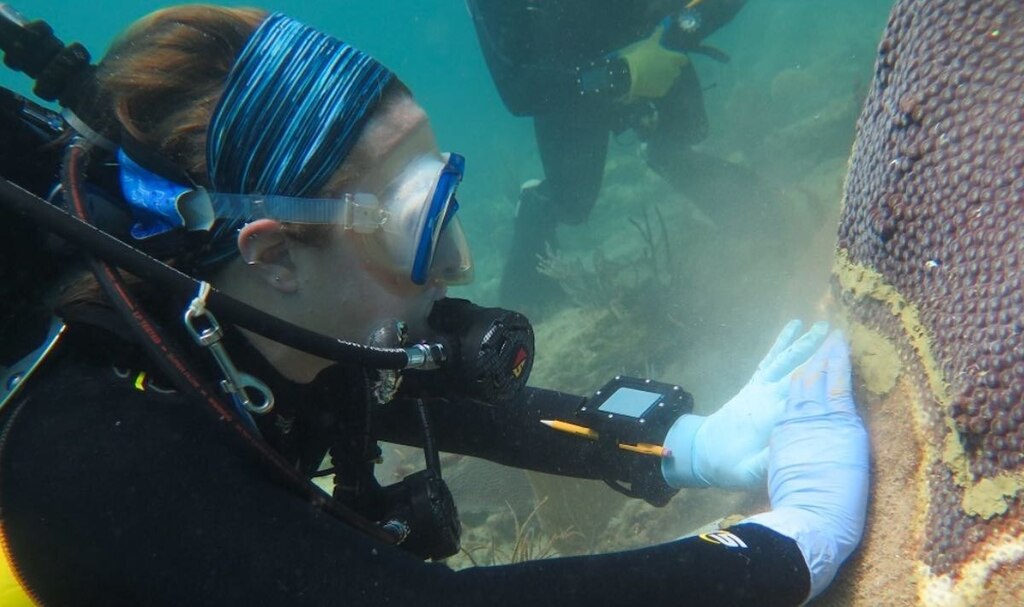 אנטיביוטיקה לאלמוגים (צילום: Coral Reef and Health Ecology Lab) אנטיביוטיקה לאלמוגים