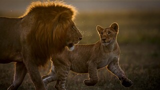 The King and his Court Fool