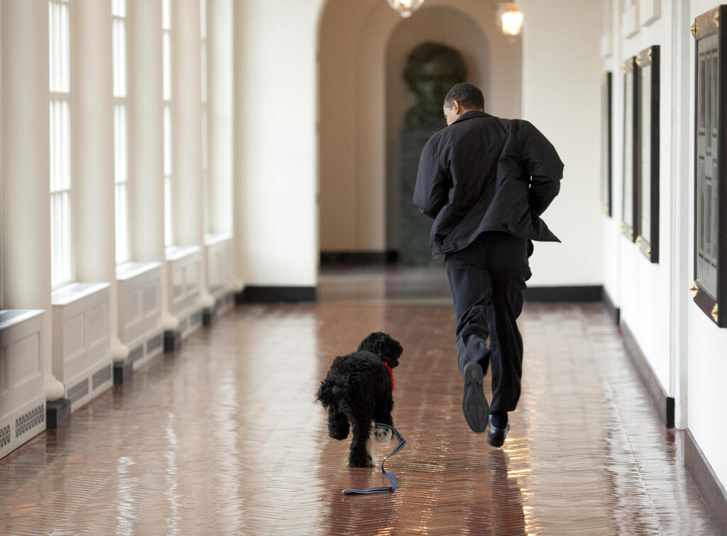 בו רץ עם אובמה במסדרון בבית הלבן, 2009 (צילום: gettyimages) בו כלב של בני הזוג ברק ו מישל אובמה שמת תמונות ארכיון 2009