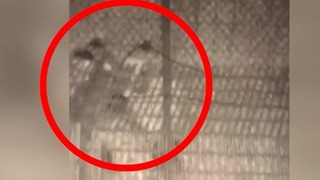 לוחמי צה״ל סיכלו אמש נסיון פיגוע סמוך לגדר הגבול עם לבנון