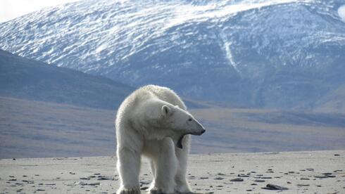 'More likely than not' world will soon be 1.5°C warmer - Vimarsana News