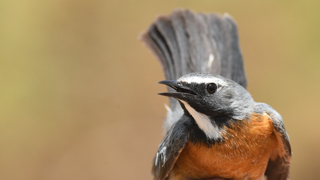 Feathered Iranian invasion brings joy to Israel's birdwatchers