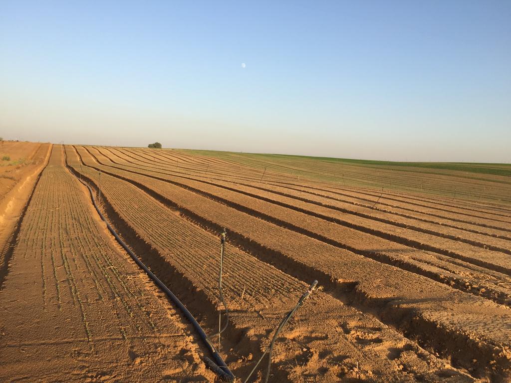 A potato field in southern Israel (Photo: TPS) A potato field in southern Israel
