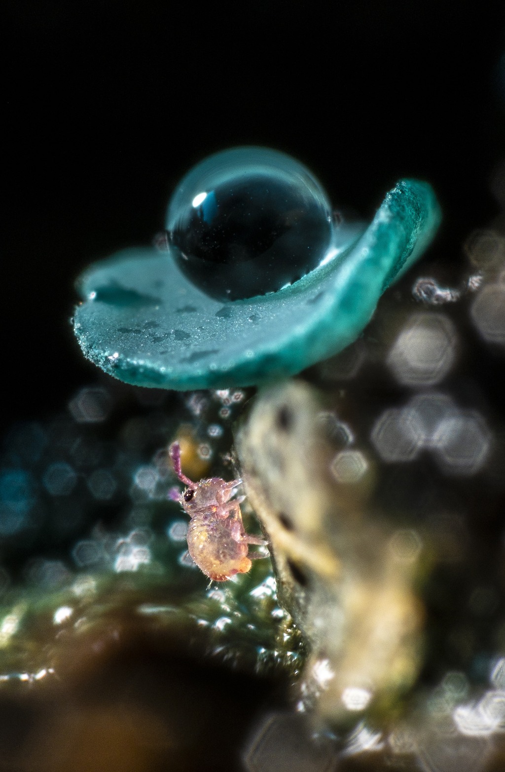 A NATURAL UMBRELLA FOR THIS LITTLE SPRINGTAIL (צילום: PHILIPPE LEBEAUX - צרפת) A NATURAL UMBRELLA FOR THIS LITTLE SPRINGTAIL