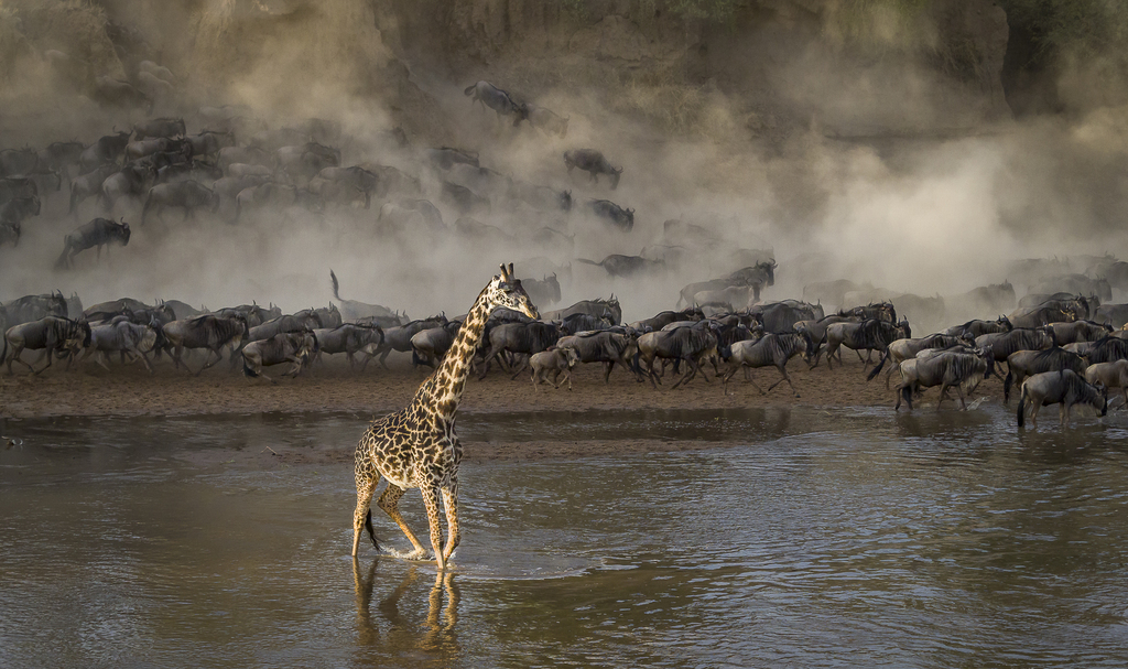 CROSSING WITH THE SAVANNA QUEEN (צילום: TOMASZ SZPILA - פולין) CROSSING WITH THE SAVANNA QUEEN