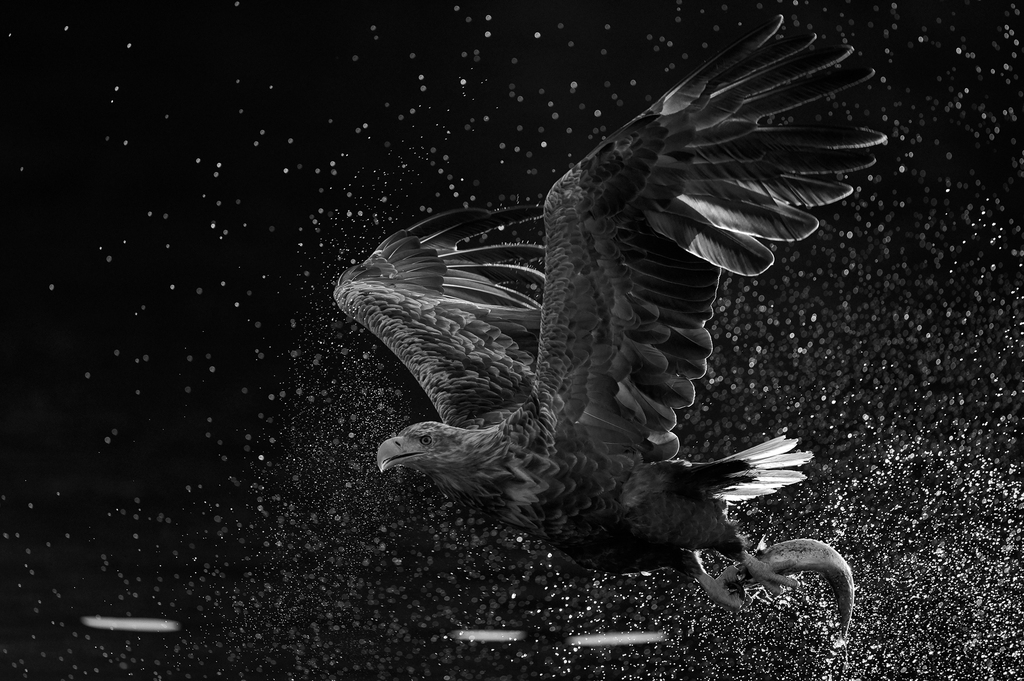 WHITE-TAILED EAGLE IN A SHOWER OF POWER (צילום: MARKUS VARESVUO - פינלנד) WHITE-TAILED EAGLE IN A SHOWER OF POWER
