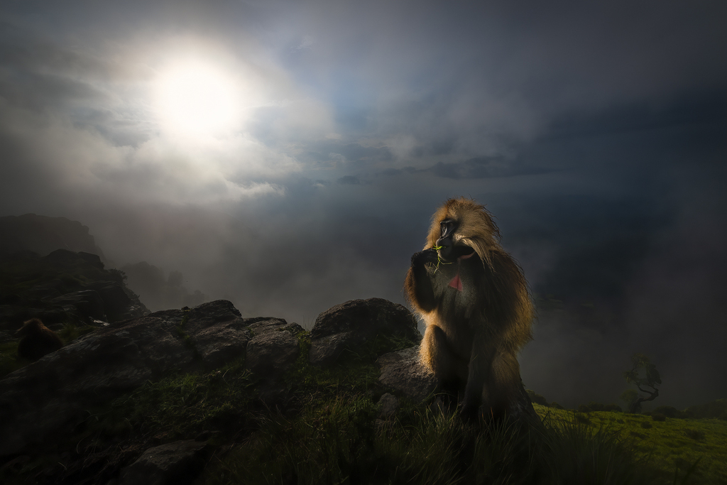GELADA BABOON (ROBERTO MARCHEGIANI (Italy)) GELADA BABOON