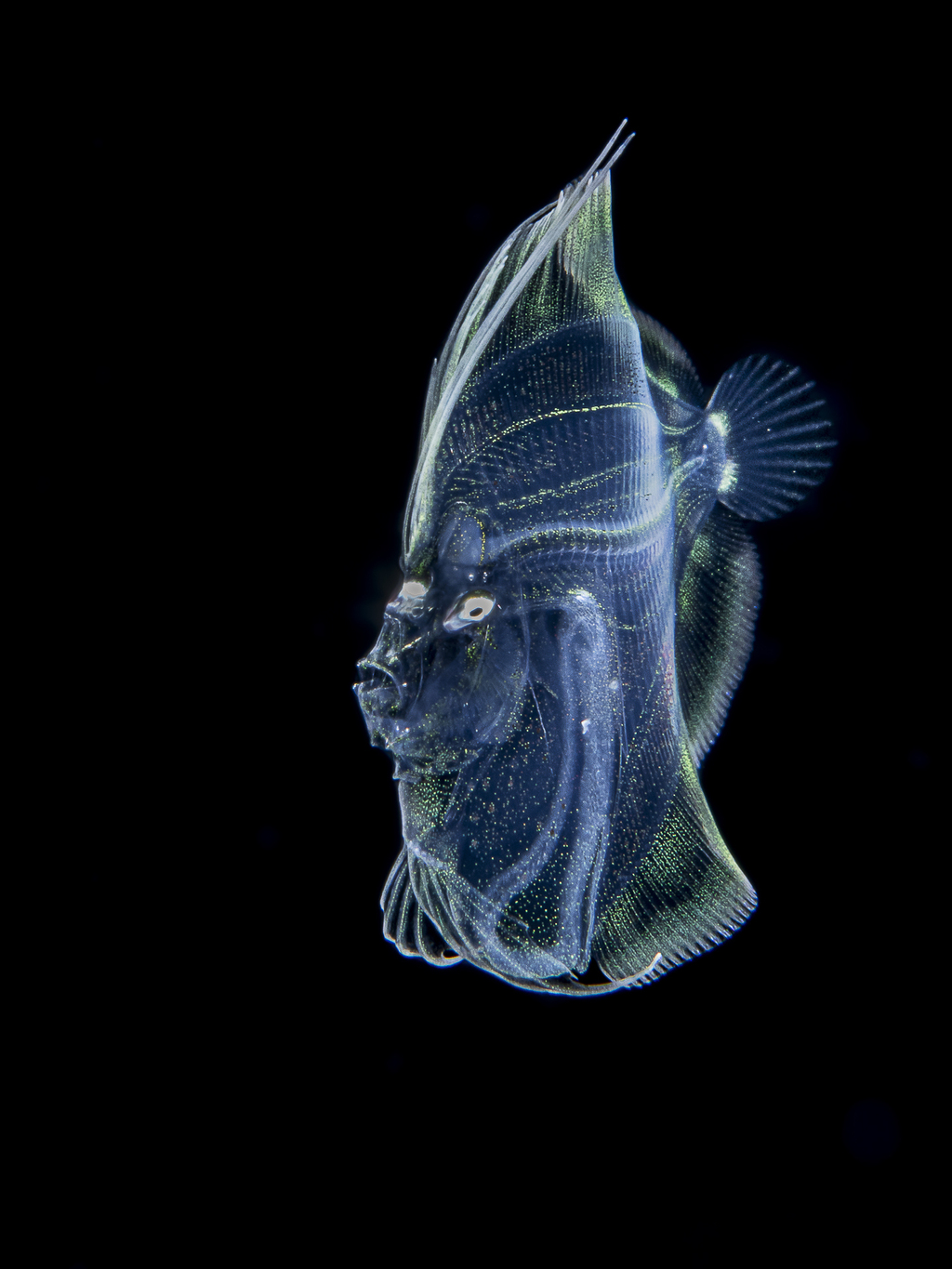 FLATFISH (צילום: GALICE HOARAU - נורבגיה) FLATFISH
