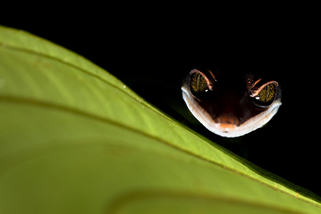 CHESHIRE GECKO (צילום: BERNHARD SCHUBERT - אוסטריה) CHESHIRE GECKO