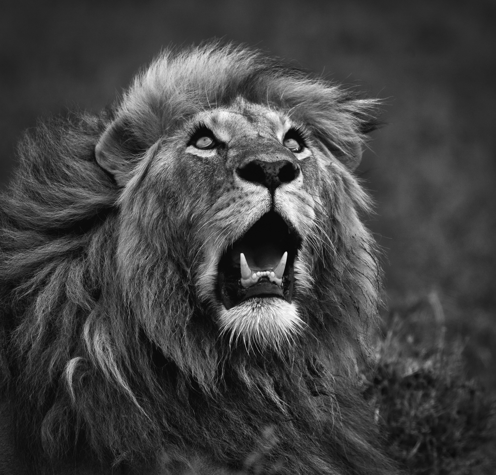 מקום 1 בקטוגריית שחור לבן - Lion (צילום: GABRIELA STAEBLER - גרמניה) מקום 1 בקטוגריית שחור לבן - Lion