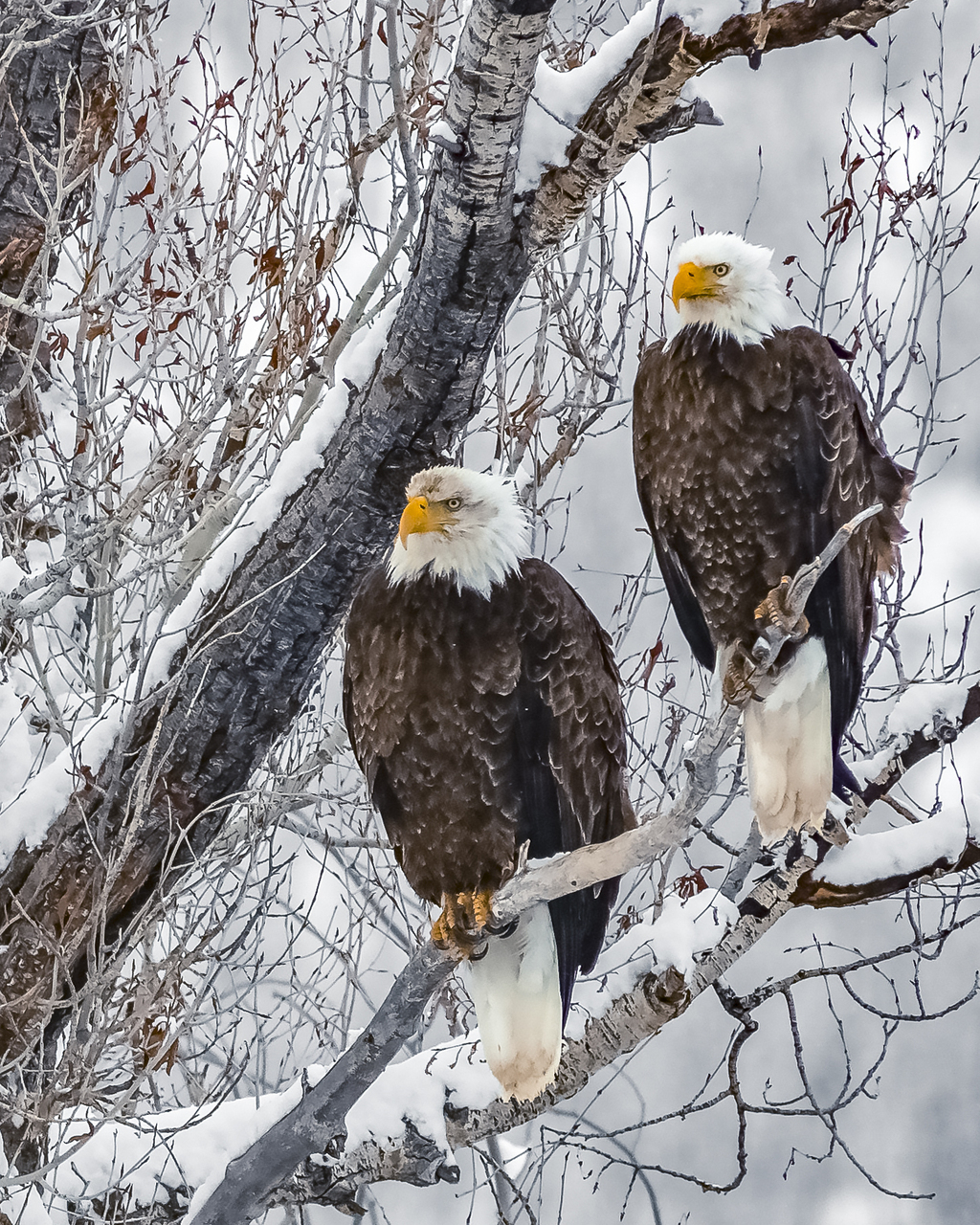 EAGLES PERCH (CHRIS BECEA - ארצות הברית ) EAGLES PERCH