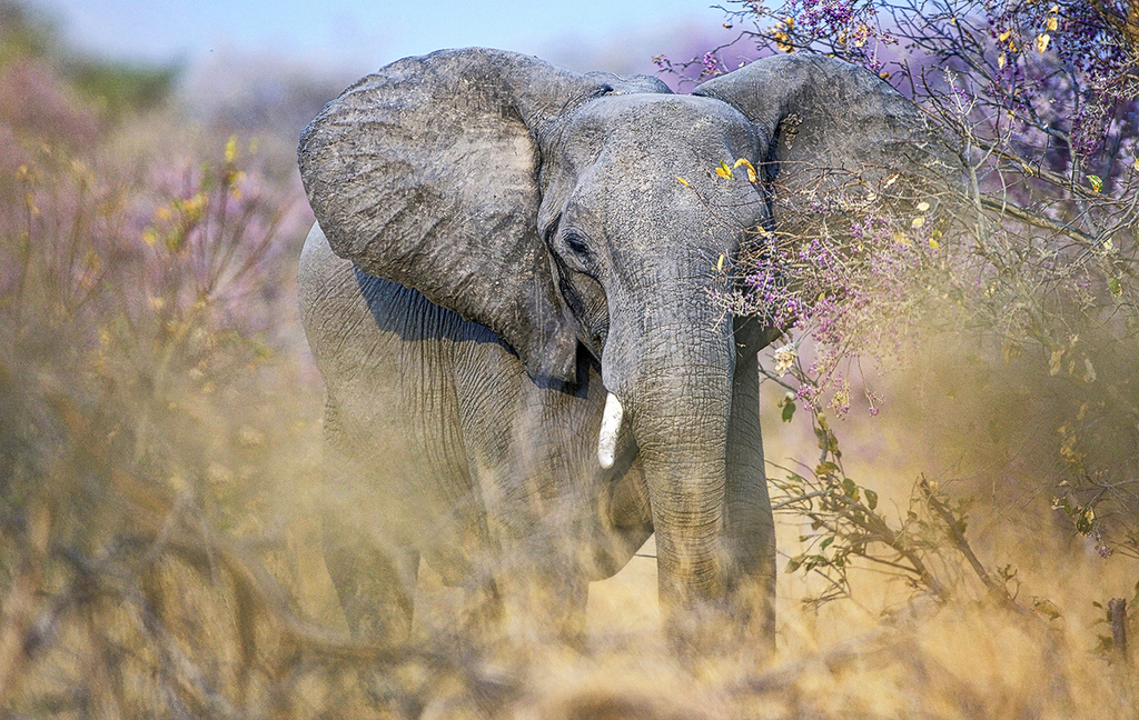 Elephant with blossom (צילום: Gabriela Staebler- גרמניה ) Elephant with blossom