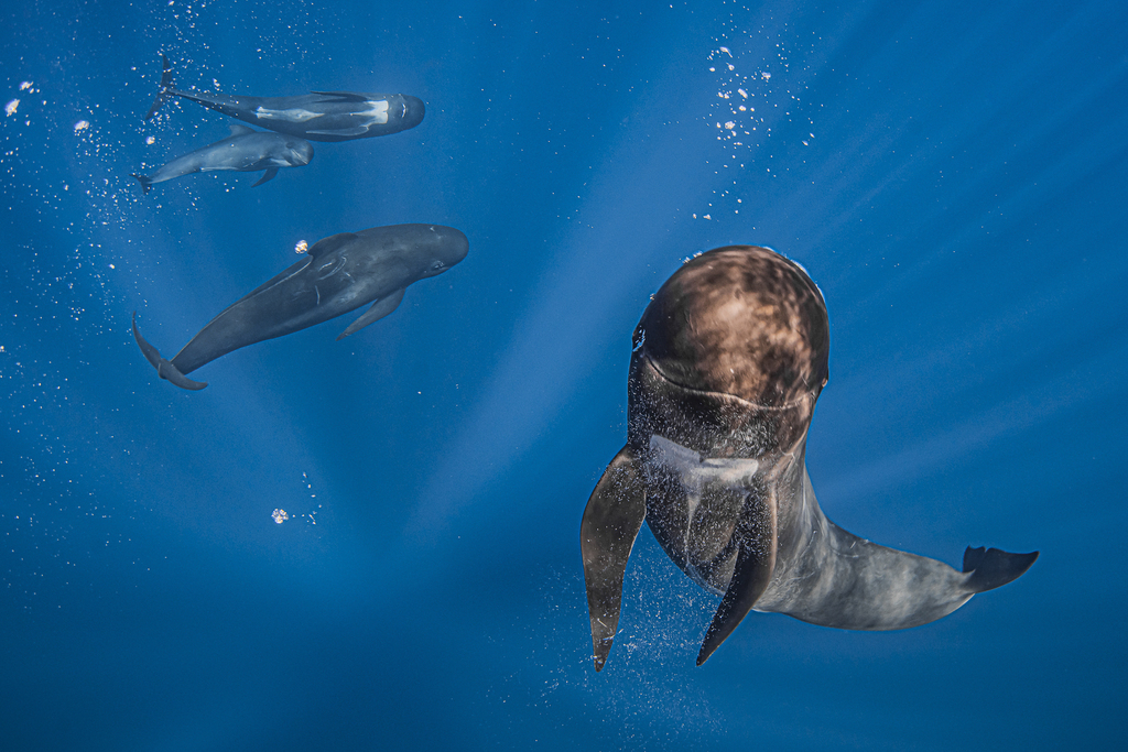 FRIENDLY PILOT WHALE (צילום: RAFAEL FERNANDEZ CABALLERO - ספרד) FRIENDLY PILOT WHALE