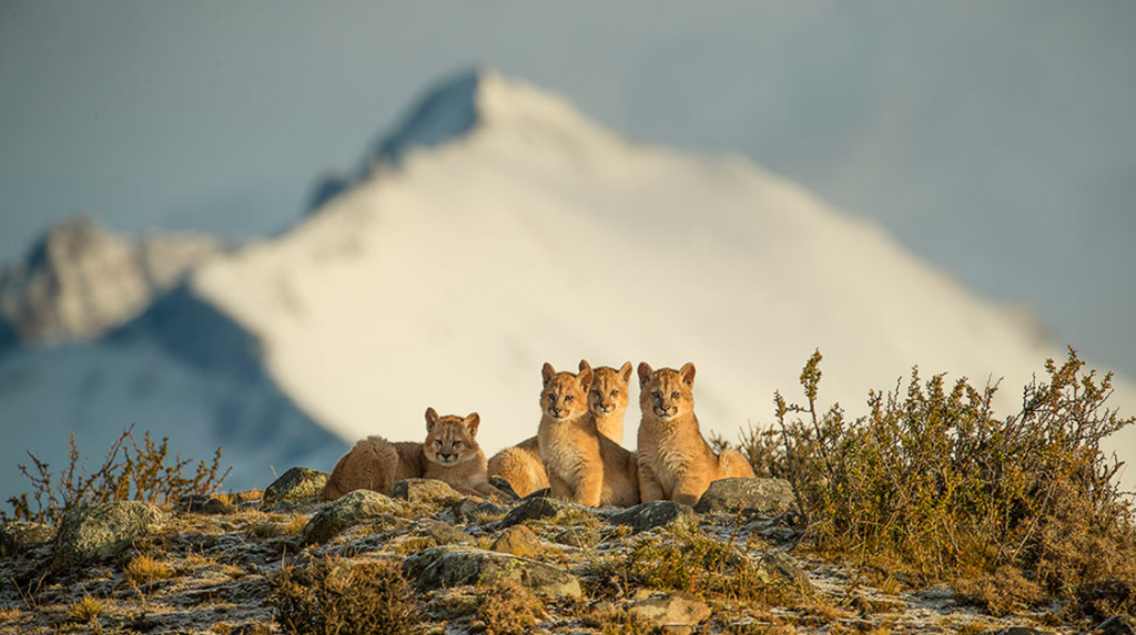 Patagonian future (צילום: עמית אשל) Patagonian future