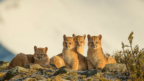 Patagonian future 