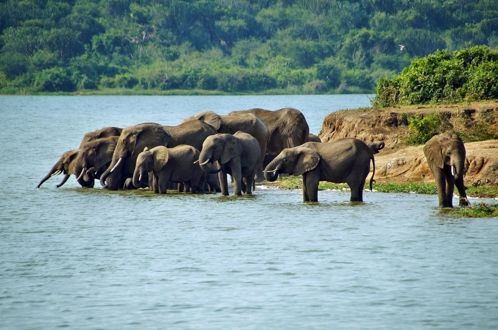 הנילוס החוצה את אוגנדה מהווה מקור מים נפלא לשפע של בעלי חיים. 