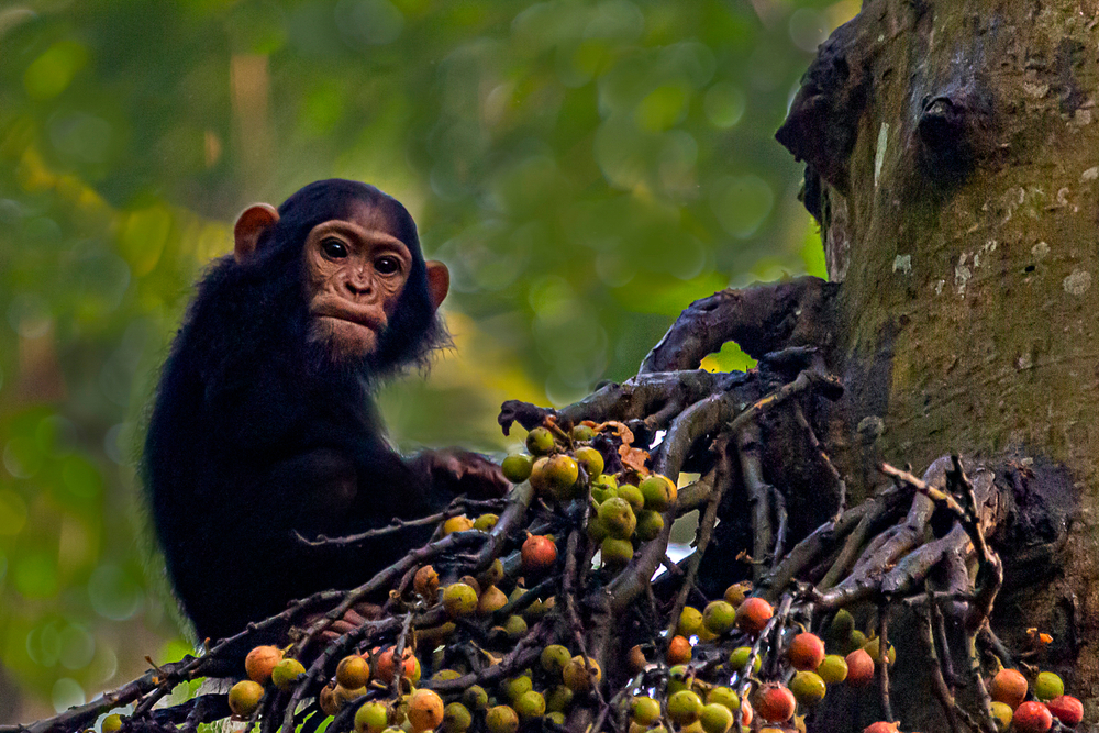 גור שימפנזים ביערות הגשם של אוגנדה. 