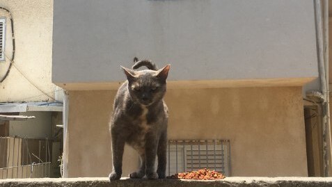 A street cat in central Israel 