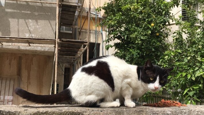 A street cat in central Israel 