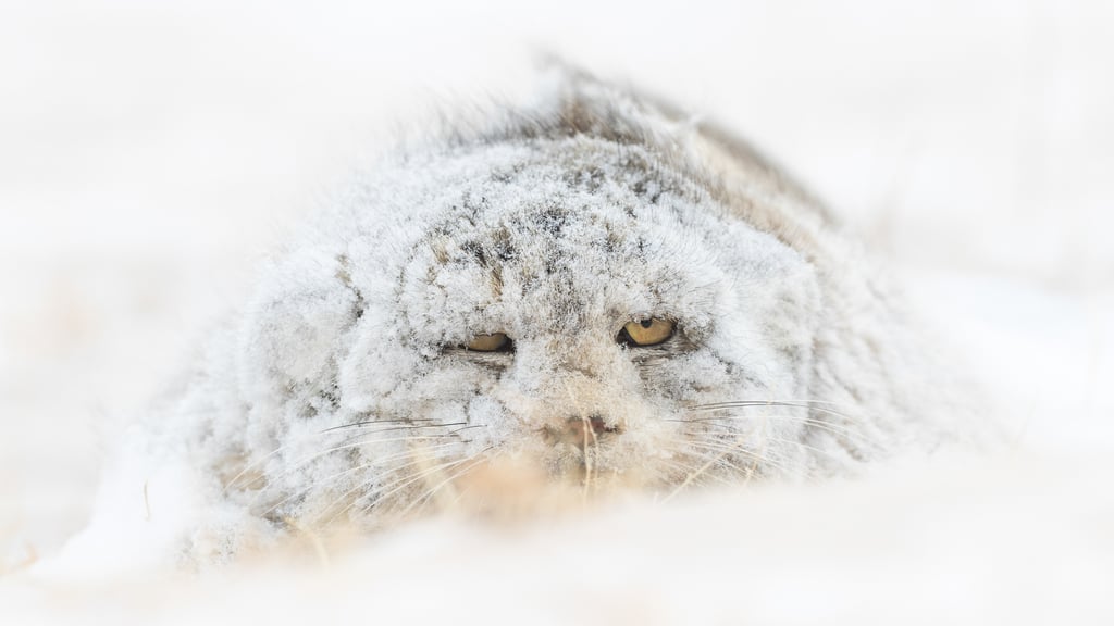 Snow Monster (Photo: Nature TTL/ © Amit Eshel) Snow monster
