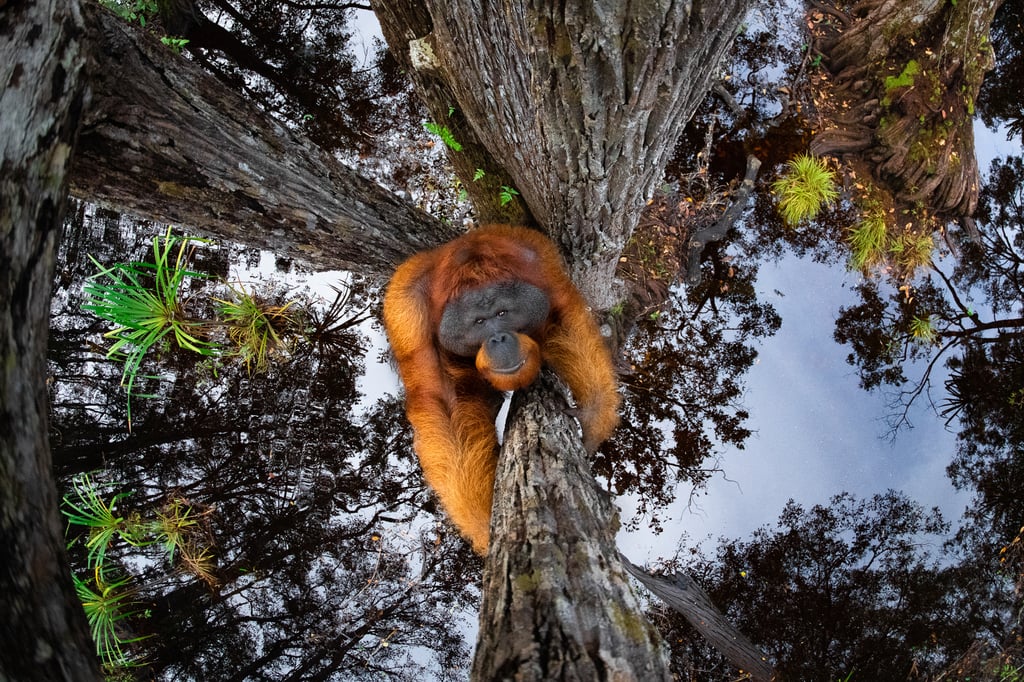 The World is Going Upside Down (Photo: Nature TTL/© Thomas Vijayan) The World is Going Upside Down