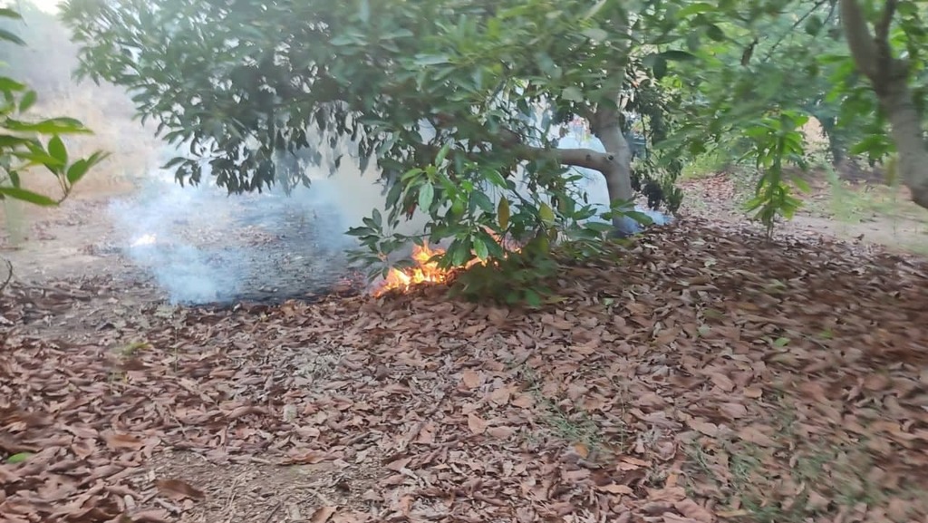 שריפה במטע אבוקדו בקיבוץ סעד שריפה במטע אבוקדו בקיבוץ סעד כתוצאה מבלון תבערה