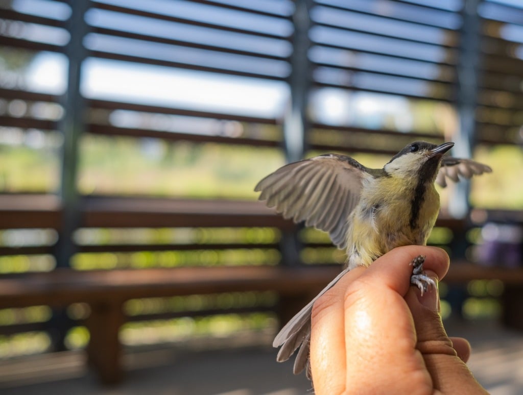 צפר קק"ל ירון צ'רקה יחד עם ירגזי (צילום: נעה פישר) צפר קק"ל ירון צ'רקה יחד עם ירגזי