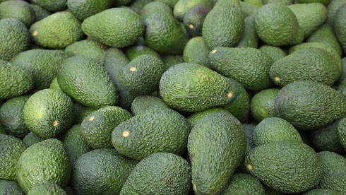 Bearing fruit: Israeli avocado farmers to grow superfood in Morocco