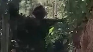 אורנגאוטן ברח מהכלוב בספארי ברמת גן