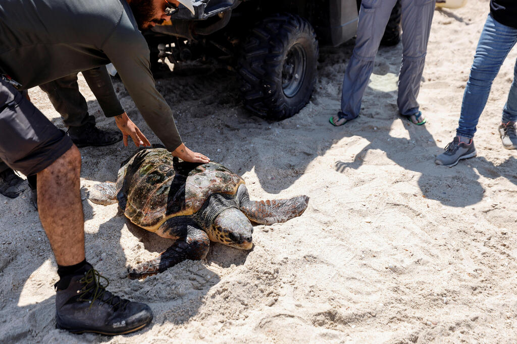 Turtle Returns To Sea After Months Of Treatment At Israeli Rescue Center