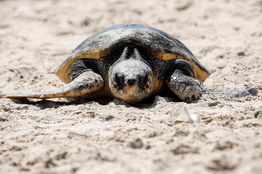 Stitch the loggerhead sea turtle makes her way back to sea at the National Sea Turtle Rescue Center in Palmahim, August 5, 2021 (Photo: Reuters) A loggerhead sea turtle makes her way back to sea at the National Sea Turtle Rescue Center in Palmahim, August 5, 2021