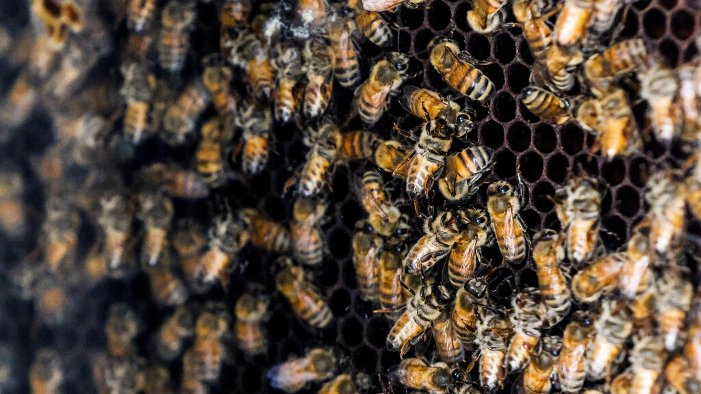 Bees swarm a honeycomb, a part of a robotic beehive developed by Israeli startup Beewise, in Beit 