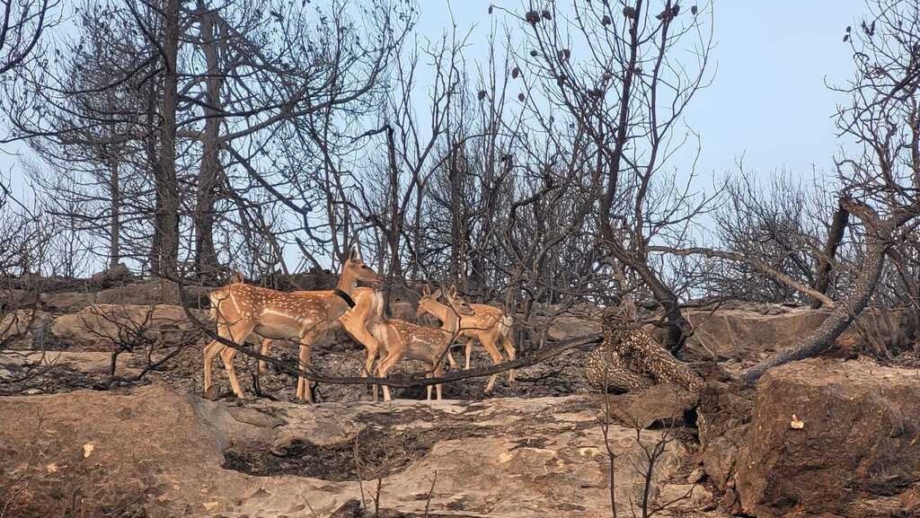Fallow deer roaming an area decimated by the Jerusalem mountains blaze (Photo: Nature and Parks Authority) יחמורים בשטח שנשרף בהרי ירושלים