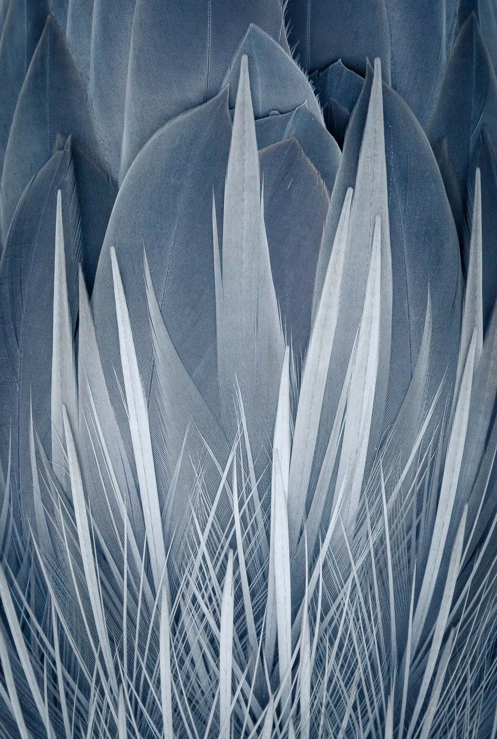 BLUE FLAMES (Kerry Wu, United States of America) BLUE FLAMES
