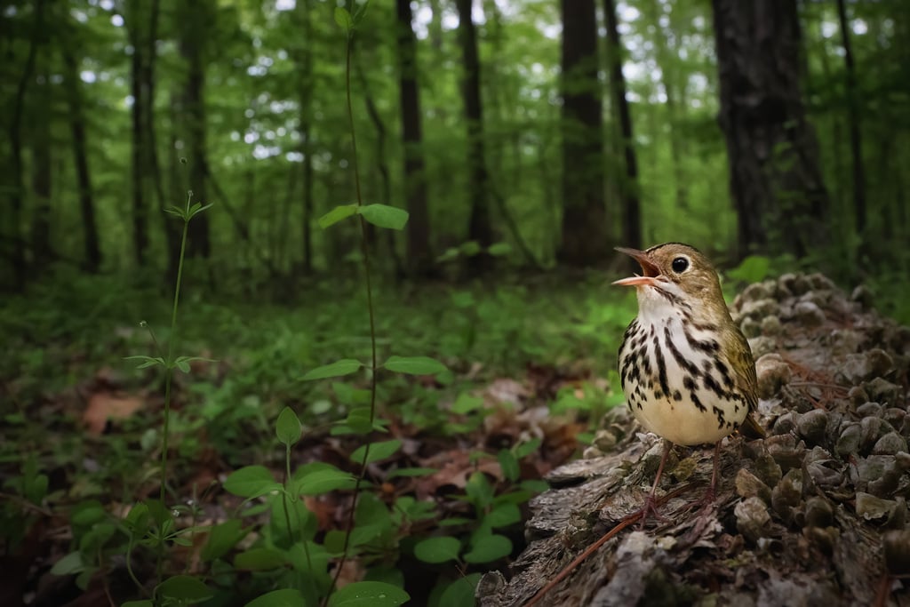 CLAIMING THE FOREST FLOOR (Joshua Galicki, United States of America) CLAIMING THE FOREST FLOOR