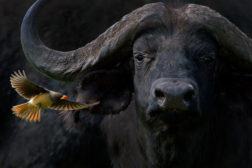 YELLOW-BILLED OXPECKER WITH CAPE BUFFALO (Barbara Fleming, United States of America) YELLOW-BILLED OXPECKER WITH CAPE BUFFALO