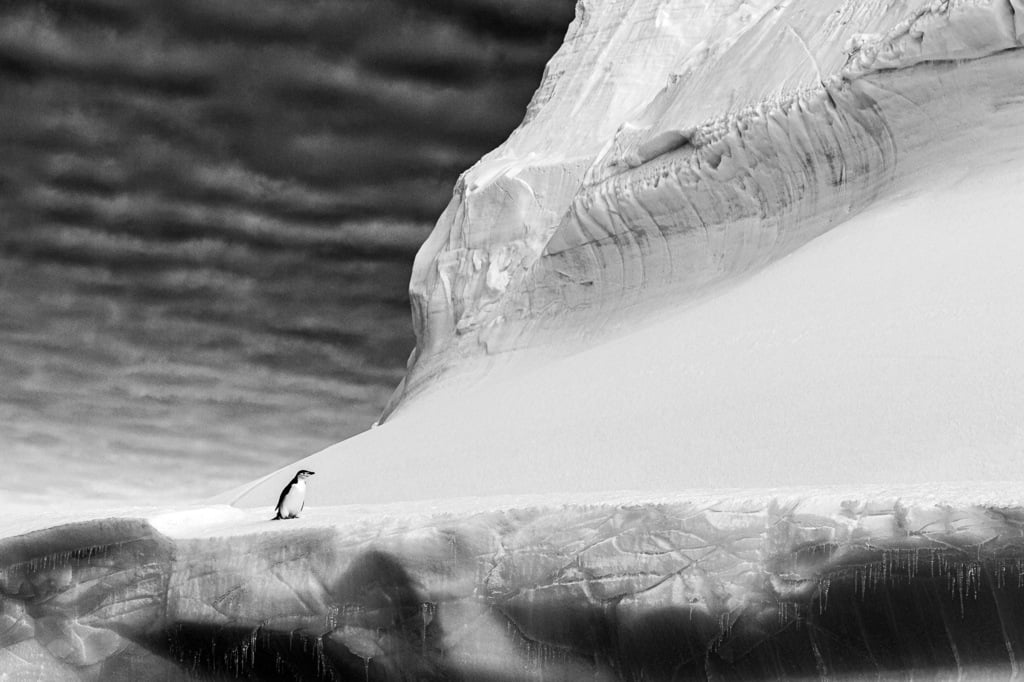 CHINSTRAP PENGUIN (Renato Granieri, United Kingdom) CHINSTRAP PENGUIN