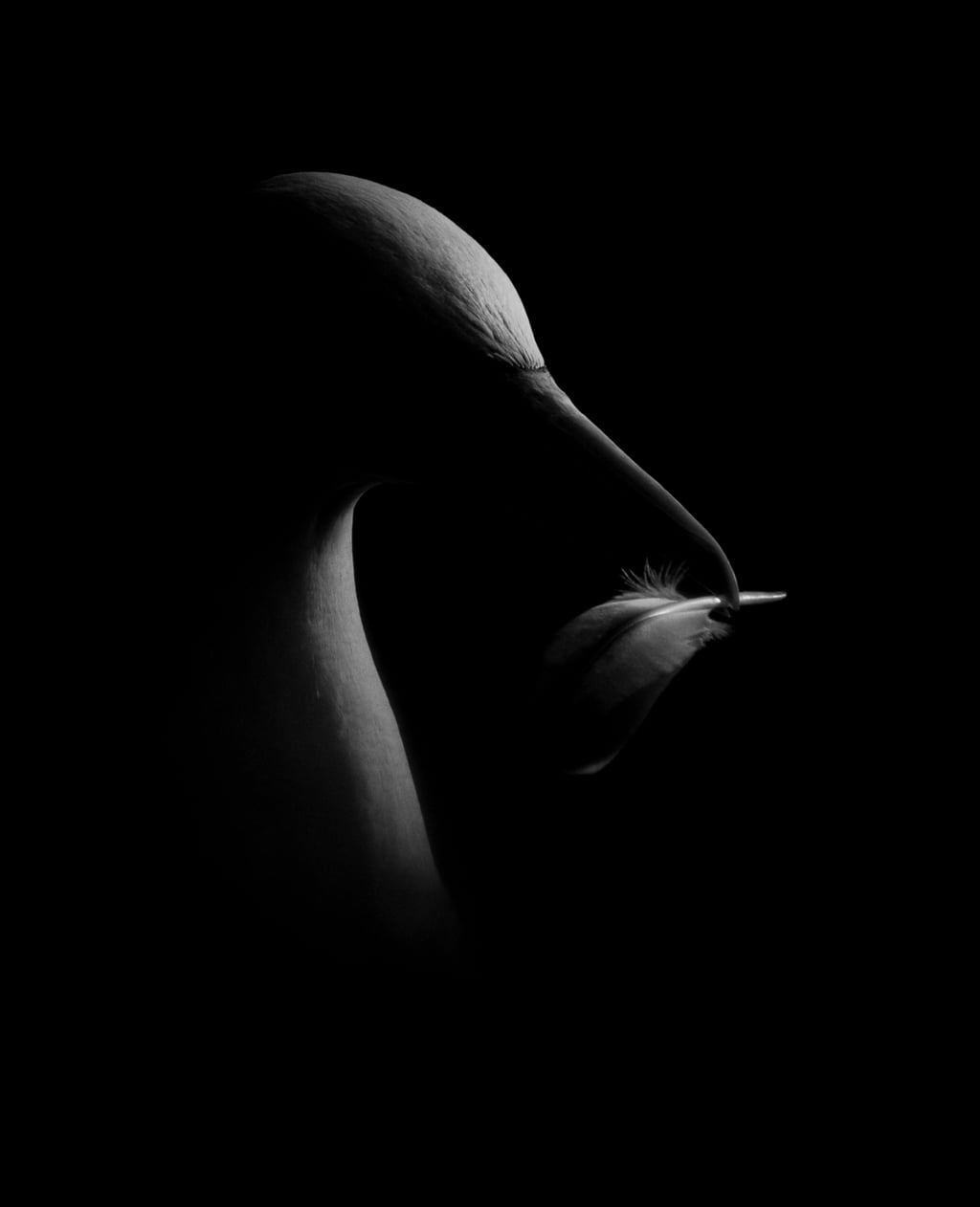 FEATHER LIGHT (James Rogerson, United Kingdom) FEATHER LIGHT