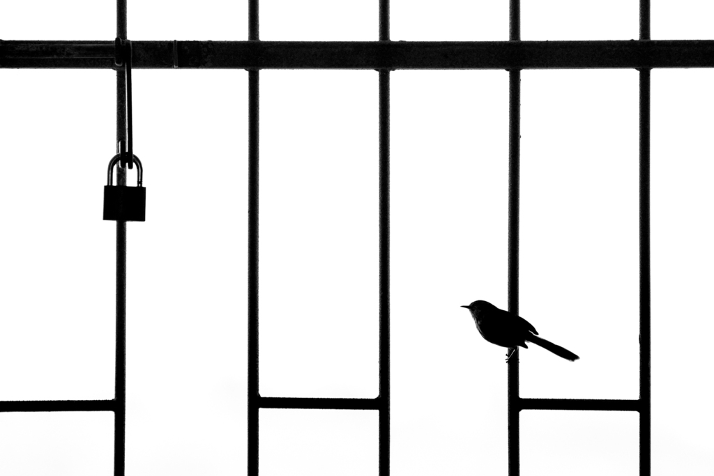 LOCKDOWN (William Steel, South Africa) LOCKDOWN