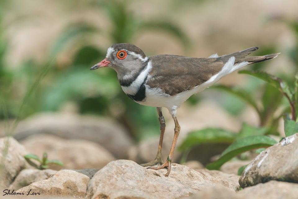 חופמי תלת צווארון (צילום: שלומי לוי) חופמי תלת צווארון