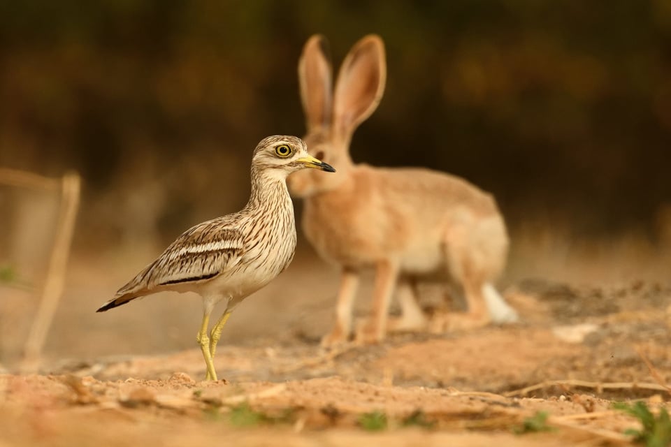 כרוון וארנבת (צילום: אפי פירסט) כרוון וארנבת